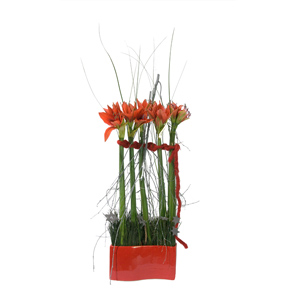 Arrangement d'Amaryllis rouges  - Bella Donna - MB Murielle Bailet ®