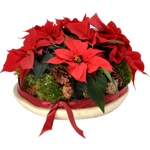 Poinsettia rouge - MB Murielle Bailet ®