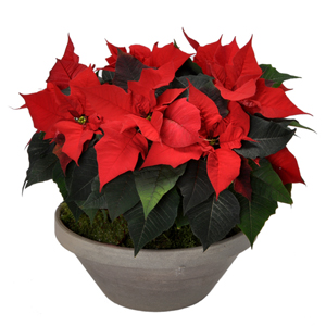 Poinsettia  rouge en pot - MB Murielle Bailet ®