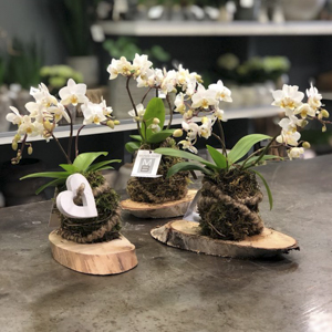 Mini orchidée des bois - MB Murielle Bailet ®