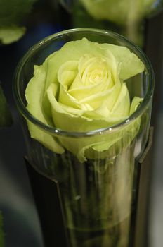 Réf. R017 : Roses vertes dans un vase tubulaire en verre - Murielle Bailet Fleuriste