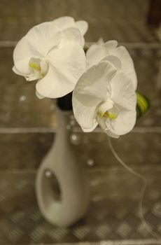 Réf. OR002 - Phalaenopsis blanche - Murielle Bailet Fleuriste