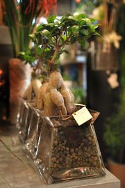 Plante verte originale Ficus ginseng racines gonflées dans un vase en verre carré - murielle-bailet.com - Image - Nathalie Gayda
